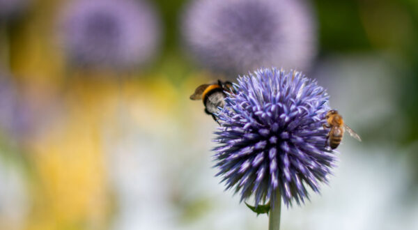 hoftuin-insecten-bloemen